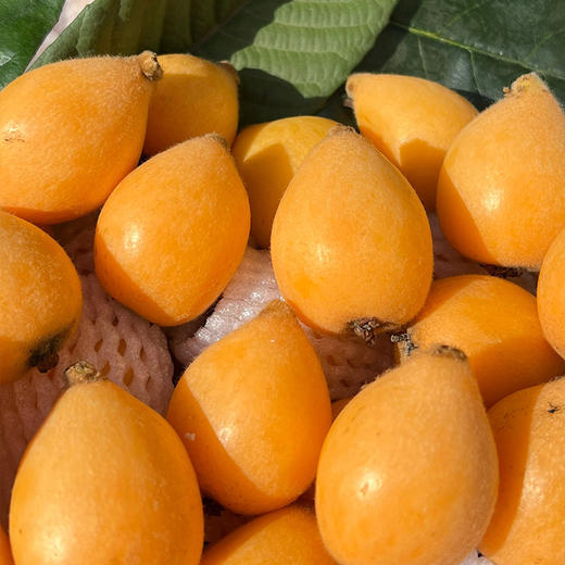 米易新鲜枇杷 酸甜口感  高山种植  新鲜采摘  自然生长直接吃煮糖水佐食 老人小孩都爱吃 商品图1