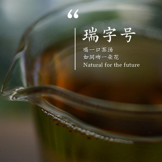 瑞字号典藏级福鼎白茶白牡丹王 太姥山一级高端老树茶叶正品礼盒 商品图3
