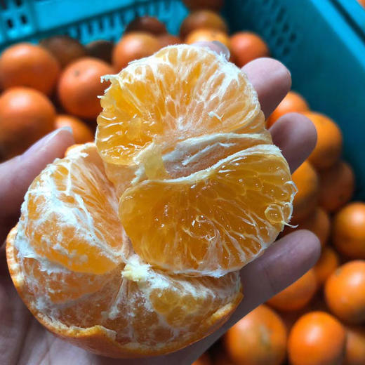 甜脆爆汁！广西武鸣沃柑，堪称柑橘界的天花板，一口让你彻底沦陷 商品图4