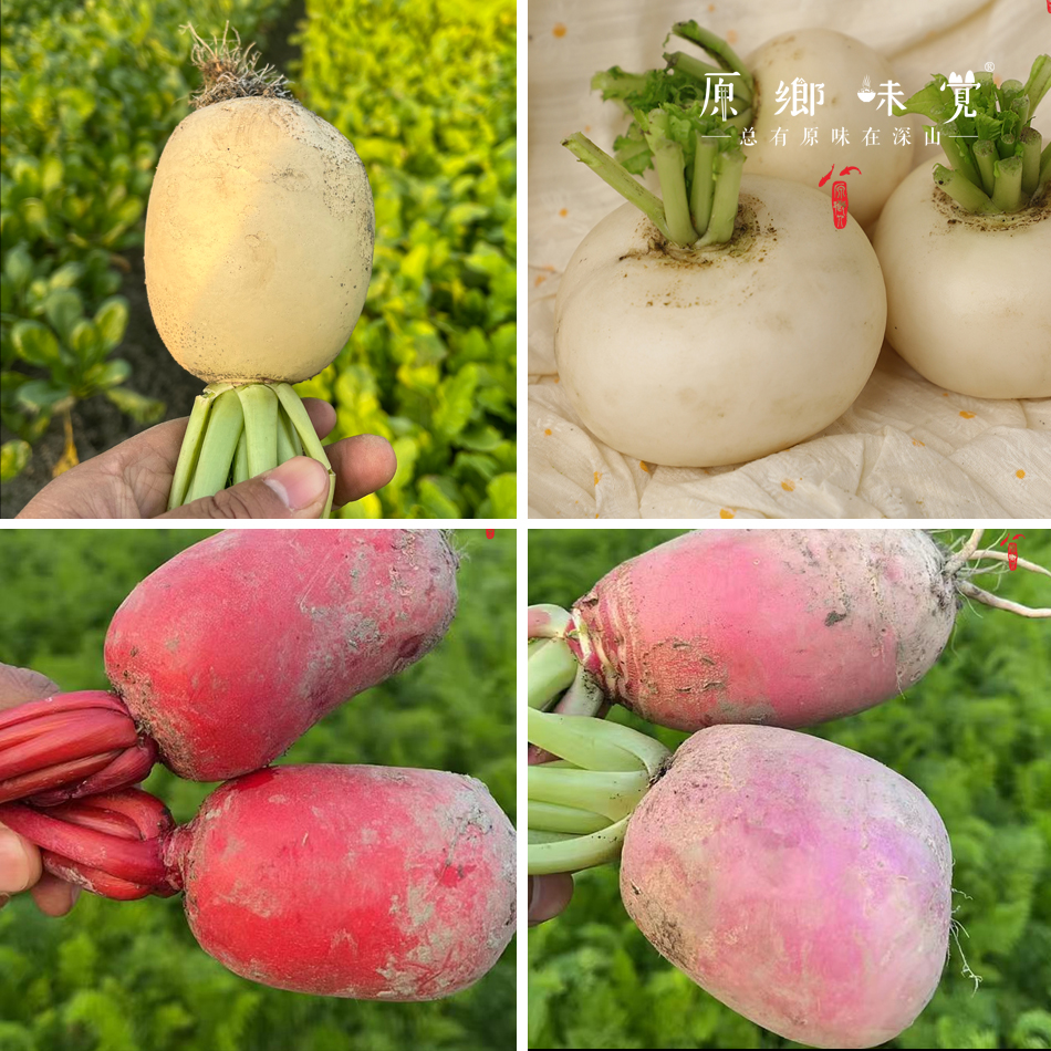 生态萝卜（农场直发-顺丰包邮）| 长萝卜+圆萝卜+紫皮萝卜+红皮萝卜，四种混装，5斤/箱，成都郫都区基地【原乡农场，自产自销】