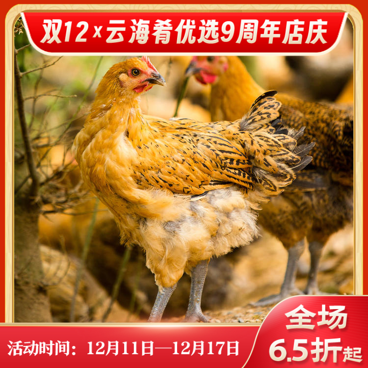 【云南走地铁脚麻鸡】顺丰到家  48小时之内发货 生鲜鸡肉 云海肴汽锅鸡同款 整只净重约4-4.5斤