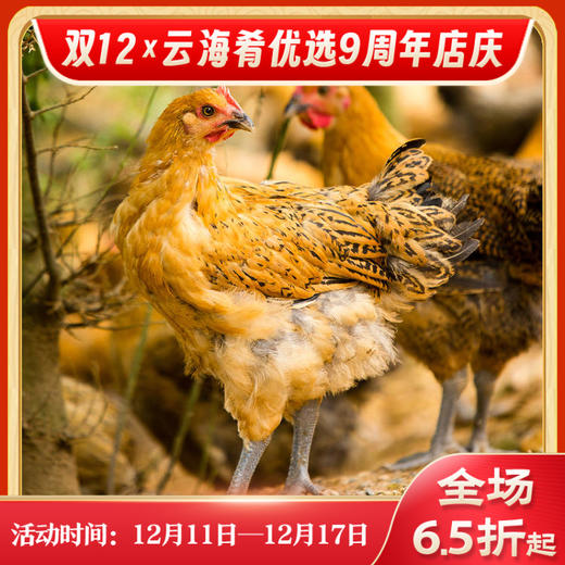 【云南走地铁脚麻鸡】顺丰到家  48小时之内发货 生鲜鸡肉 云海肴汽锅鸡同款 整只净重约4-4.5斤 商品图0