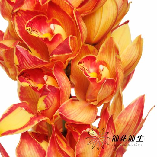 大花蕙兰 | 吸色橙色三文鱼【人工吸色，有色差，慎重下单】 商品图2