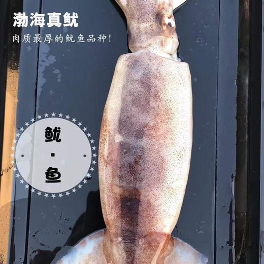 渤海火箭鱿鱼，冷水海域的鱿鱼品种，特点是肉厚，无浸泡漂白，保持原浆原色，1.5斤/袋（3-5条） 商品图1