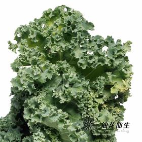 叶材 | 羽衣甘蓝