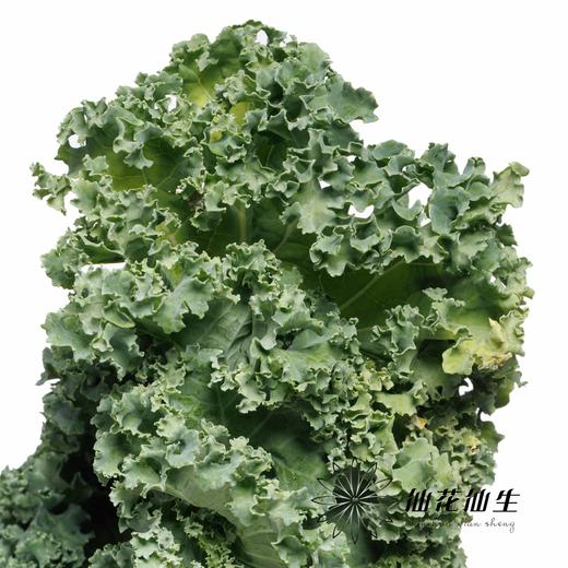 叶材 | 羽衣甘蓝 商品图0