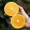 会昌甜桔柚 商品缩略图1