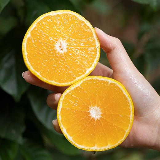 会昌甜桔柚 商品图1