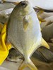 海钓鲜货大金鲳鱼，肉质厚实鲜香，清蒸超鲜，干煎超香的！【活冻】 商品缩略图0