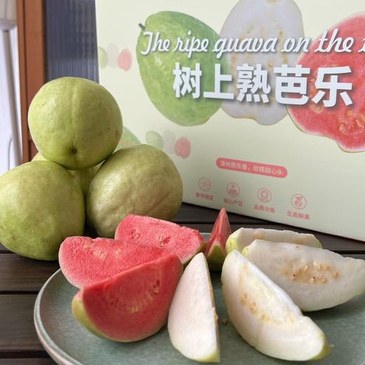 漳州奶油芭乐|天然树上熟，软糯、细滑、绵甜的香气小炸弹 商品图8