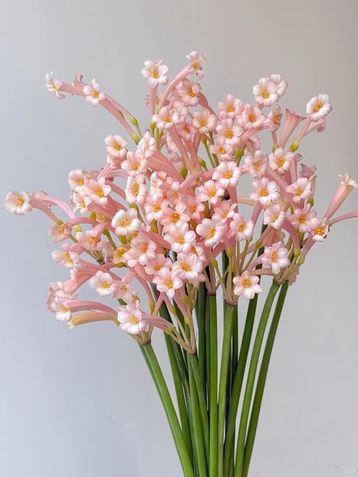 国产精品花材垂筒花1扎 商品图2