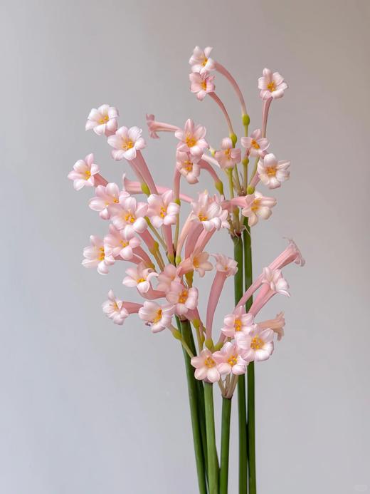 国产精品花材垂筒花1扎 商品图1