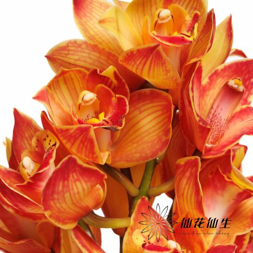 大花蕙兰 | 吸色橙色三文鱼【人工吸色，有色差，慎重下单】 商品图3