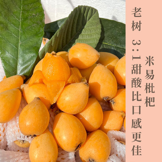 米易新鲜枇杷 酸甜口感  高山种植  新鲜采摘  自然生长直接吃煮糖水佐食 老人小孩都爱吃 商品图0