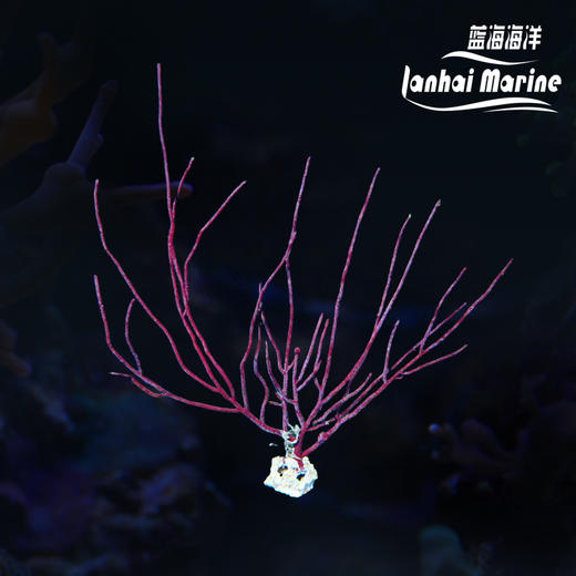 紫柳枝 商品图0