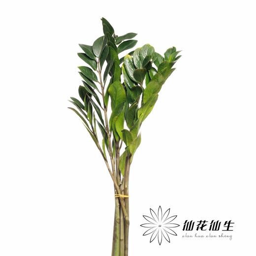 叶材 | 金钱叶 商品图1