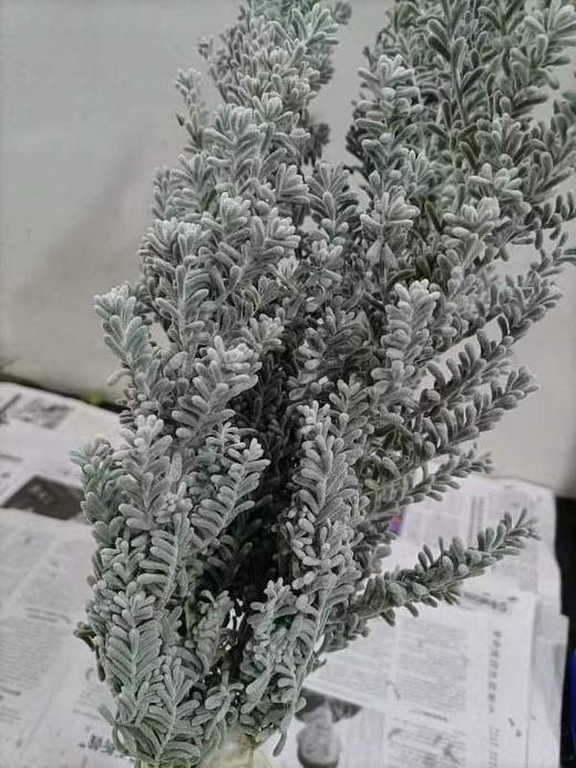精品小众花材叶材银叶地肤一扎 商品图3
