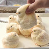 【立体仿真材质安全❗️握感软糯任意揉捏】肉墩墩仿真毛绒小鸡捏捏乐奶油烂泥手感超软食品级成人解压神器。jb 商品缩略图0