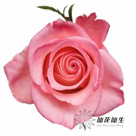 厄瓜多尔 | 罗斯林 RHOSLYN