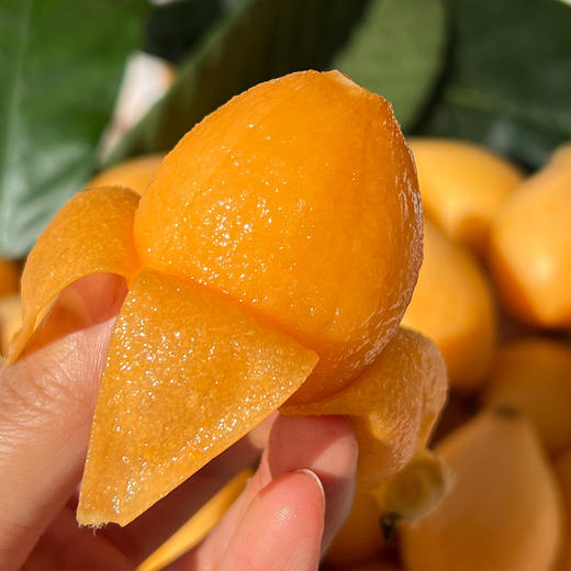 米易新鲜枇杷 酸甜口感  高山种植  新鲜采摘  自然生长直接吃煮糖水佐食 老人小孩都爱吃 商品图2