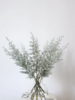 精品小众花材叶材银叶地肤一扎 商品缩略图0
