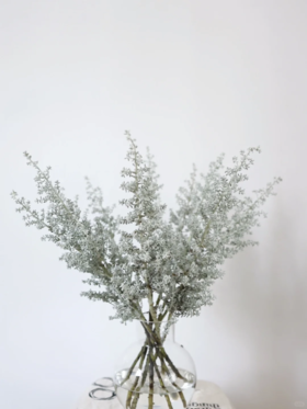 精品小众花材叶材银叶地肤一扎