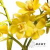 兰花 | 大花蕙兰小黄 商品缩略图1
