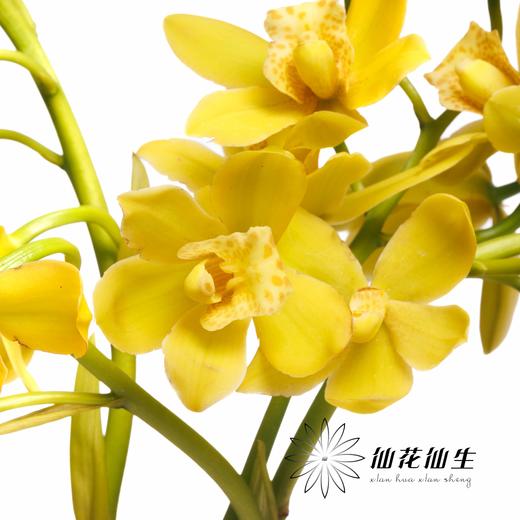 兰花 | 大花蕙兰小黄 商品图1