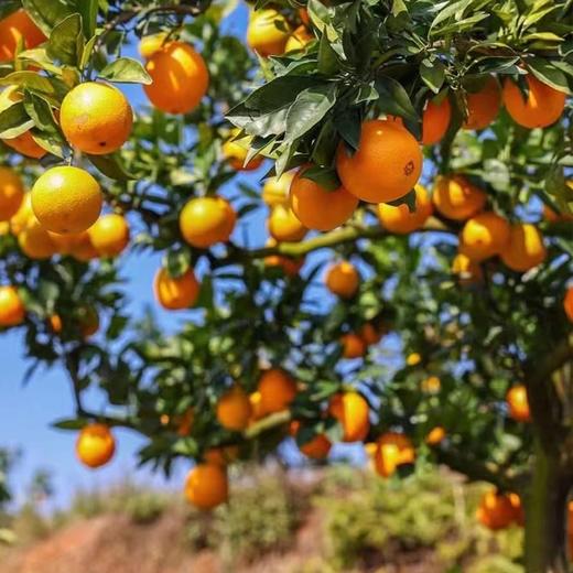 【新鲜上市 8.3折起】江西赣南脐橙 生态橙子水果 带箱3斤/5斤/10斤 商品图4