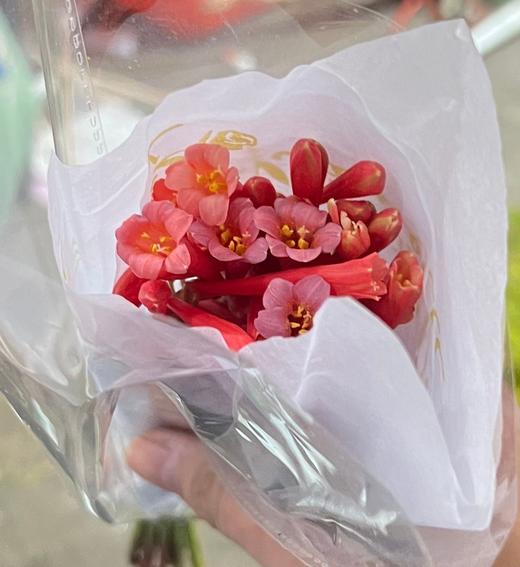 国产精品花材垂筒花1扎 商品图5