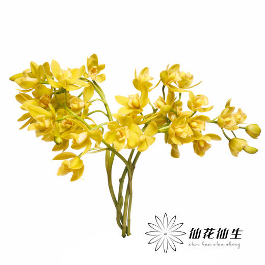 兰花 | 大花蕙兰小黄 商品图2