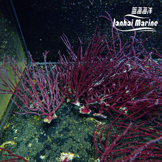 紫柳枝 商品图2