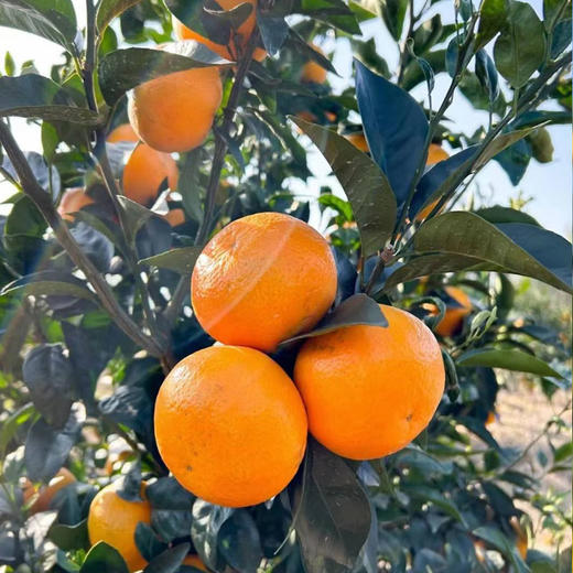甜脆爆汁！广西武鸣沃柑，堪称柑橘界的天花板，一口让你彻底沦陷 商品图6