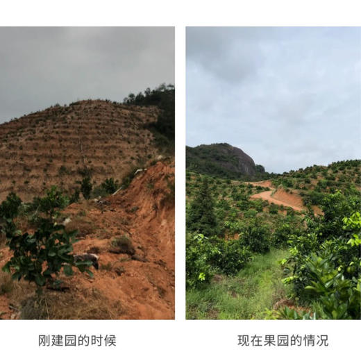 乾青园·生态赣南脐橙 5斤/9斤/19斤 | 合作农友生产，来自江西赣州，生产者：喻声胜 *【公平贸易农人定价】 商品图14