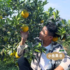 乾青园·生态赣南脐橙 5斤/9斤/19斤 | 合作农友生产，来自江西赣州，生产者：喻声胜 *【公平贸易农人定价】 商品缩略图9