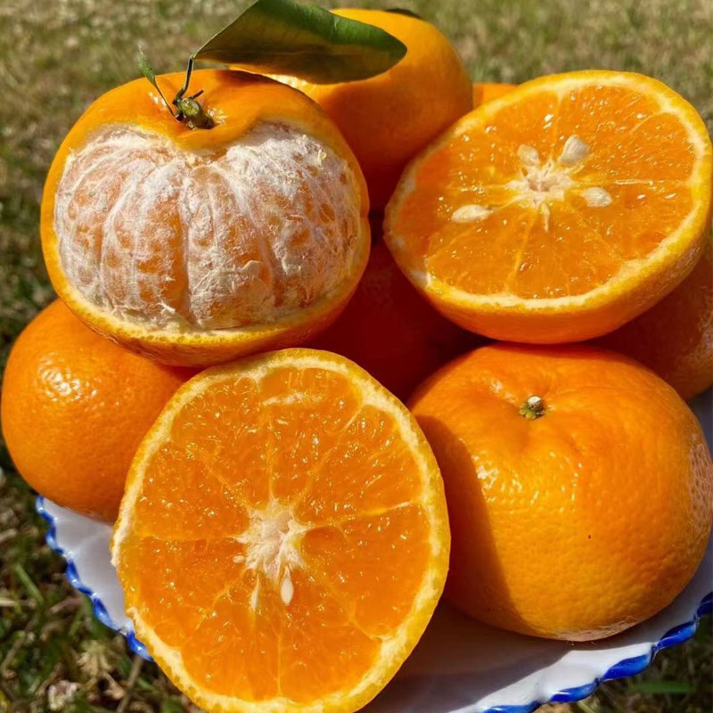 甜脆爆汁！广西武鸣沃柑，堪称柑橘界的天花板，一口让你彻底沦陷