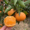 甜脆爆汁！广西武鸣沃柑，堪称柑橘界的天花板，一口让你彻底沦陷 商品缩略图3