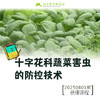 十字花科蔬菜害虫的防控技术【线上】课程 商品缩略图0