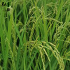 【弘毅六不用生态农场】六不用 稻谷 商品缩略图3
