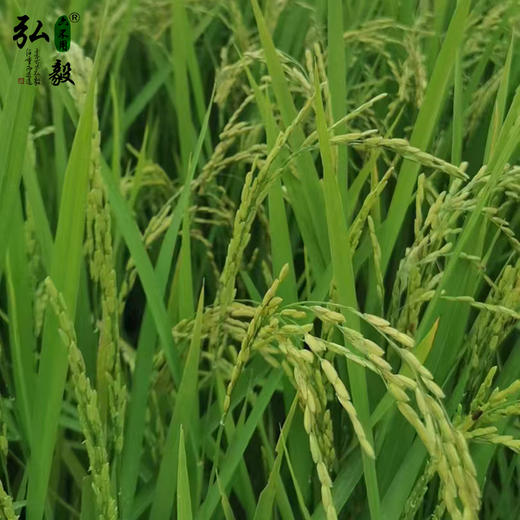 【弘毅六不用生态农场】六不用 稻谷 商品图3