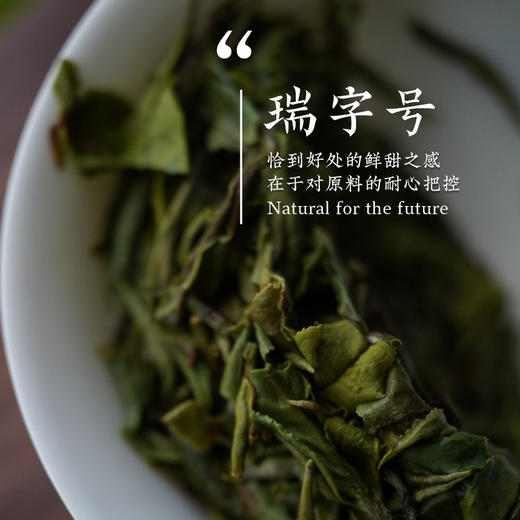 瑞字号典藏级福鼎白茶白牡丹王 太姥山一级高端老树茶叶正品礼盒 商品图2
