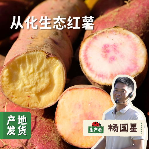 从化生态红薯（一点红/荔枝香）5斤 | 合作农友生产，产自广州从化，生产者：杨国星 *【公平贸易农人定价】 商品图0