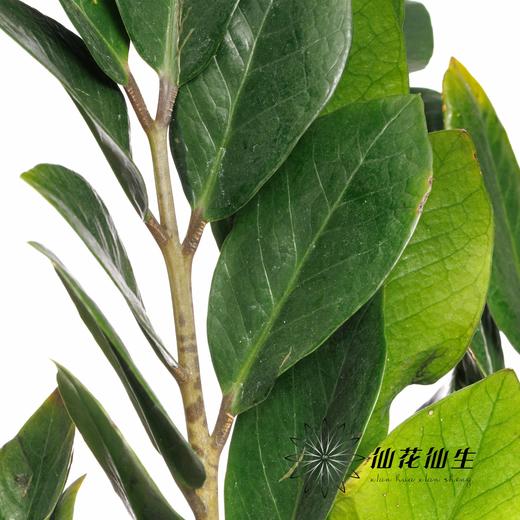 叶材 | 金钱叶 商品图3