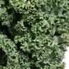 叶材 | 羽衣甘蓝 商品缩略图2