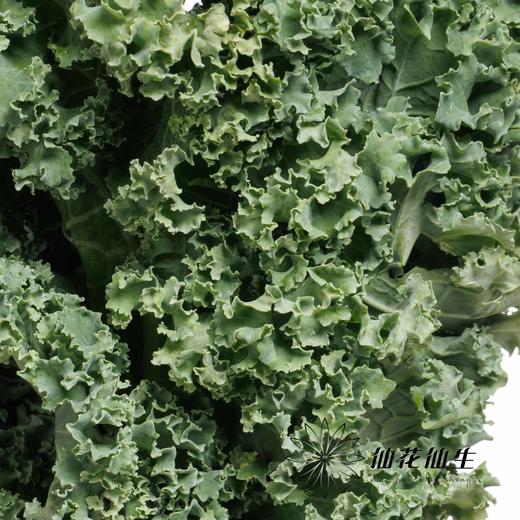 叶材 | 羽衣甘蓝 商品图2