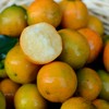 严选 | 广西滑皮金桔 产地直发脆甜可口 商品缩略图2