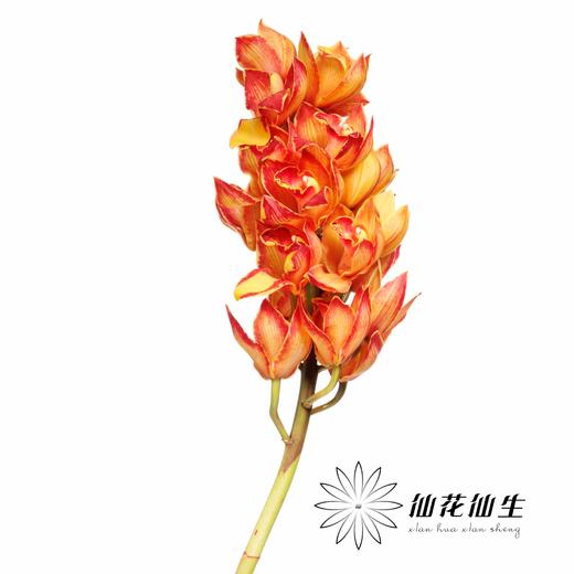 大花蕙兰 | 吸色橙色三文鱼【人工吸色，有色差，慎重下单】 商品图1