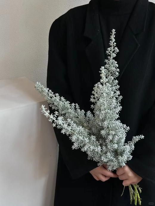 精品小众花材叶材银叶地肤一扎 商品图1