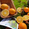 【新鲜上市 8.3折起】江西赣南脐橙 生态橙子水果 带箱3斤/5斤/10斤 商品缩略图3