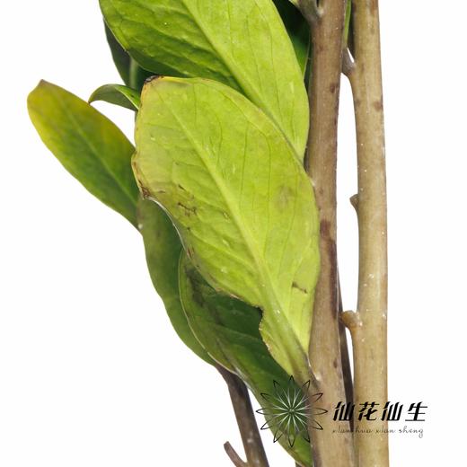 叶材 | 金钱叶 商品图2